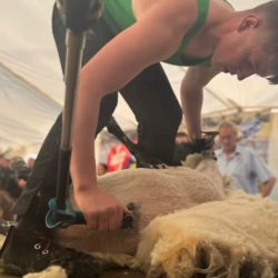 Wicklow man named top junior shearer in New Zealand