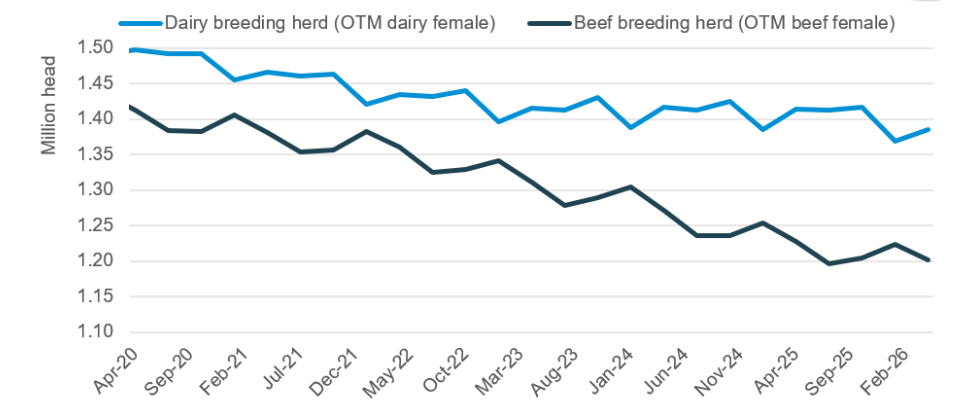 GB farms see rise in cattle numbers under 12 months