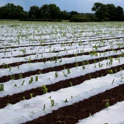 Optimal weed control in forage maize crops debated