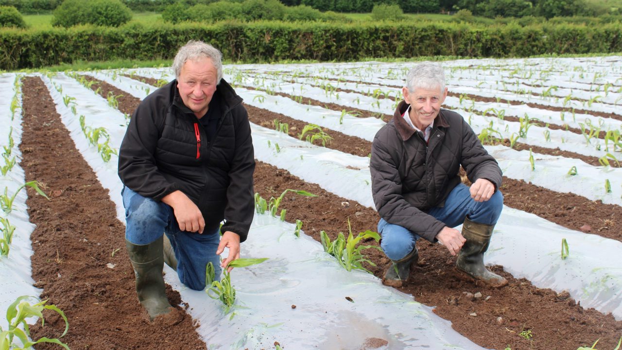 Securing optimal weed control in forage maize crops