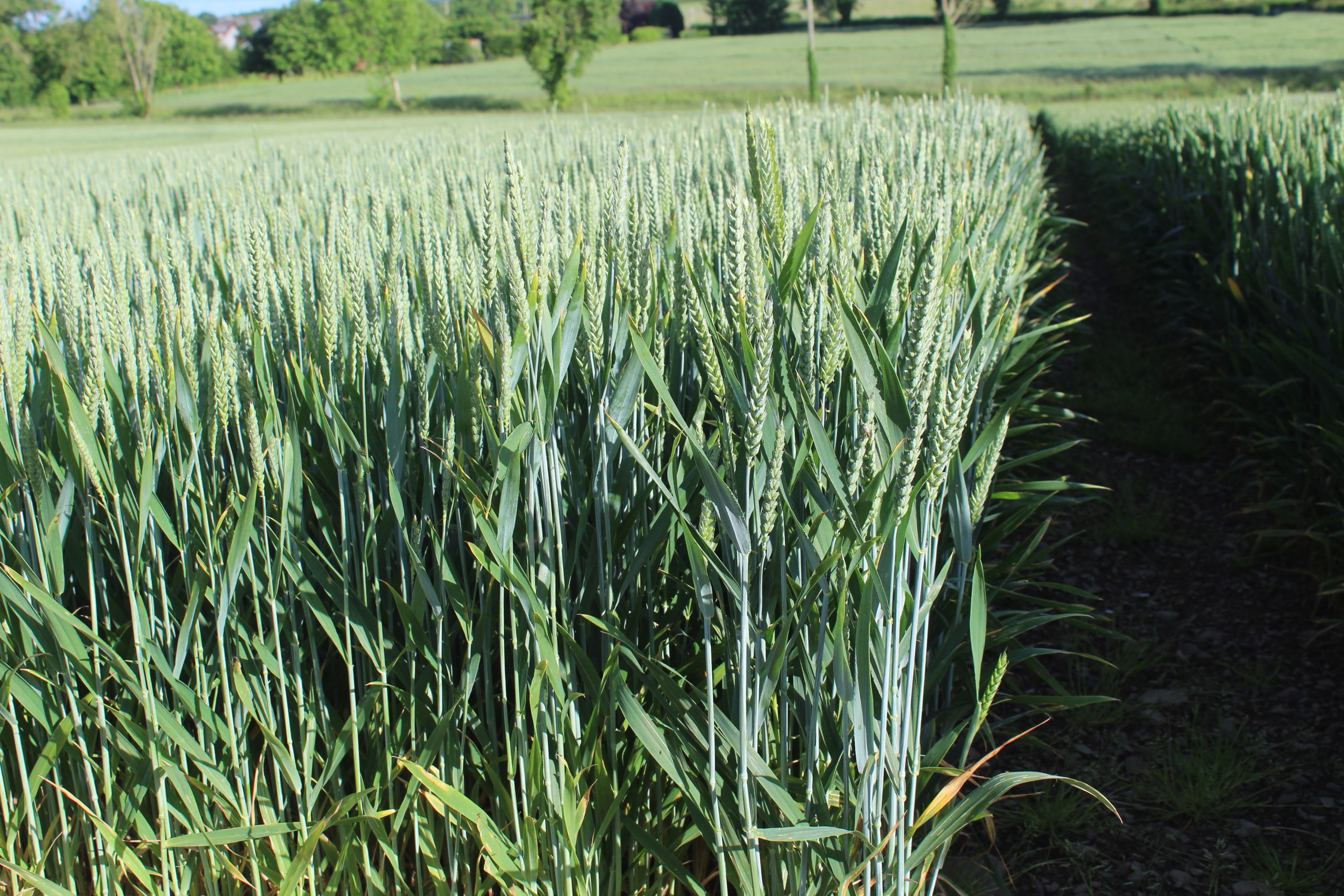 Wheat crops hit worst by BYDV last autumn – agronomist