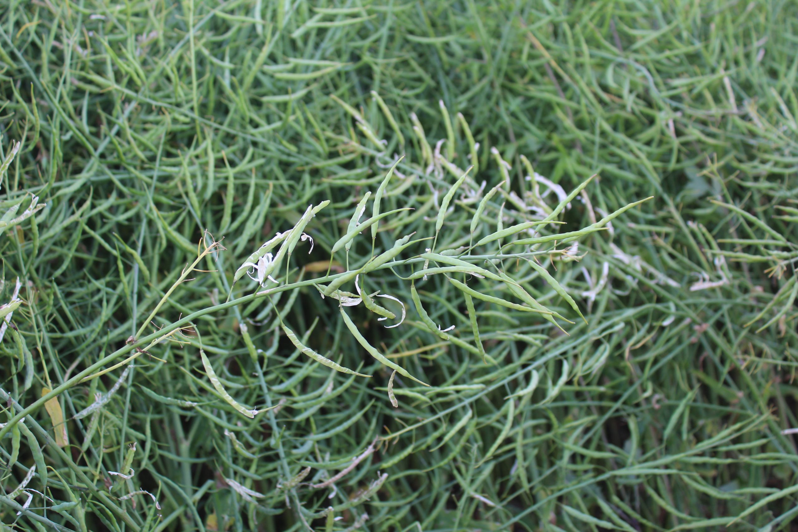 DAFM releases winter oilseed rape recommended list for 2027