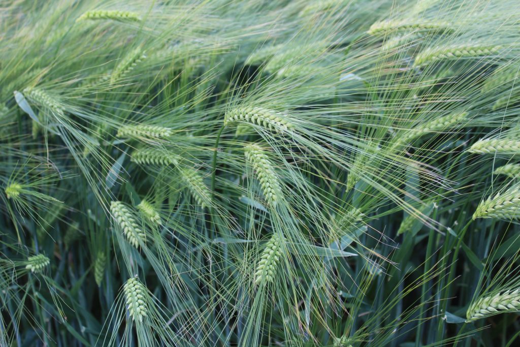 winter barley