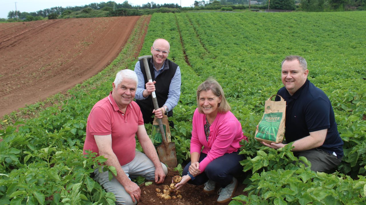 Potato harvest starts in NI with digging of ‘Comber Earlies'
