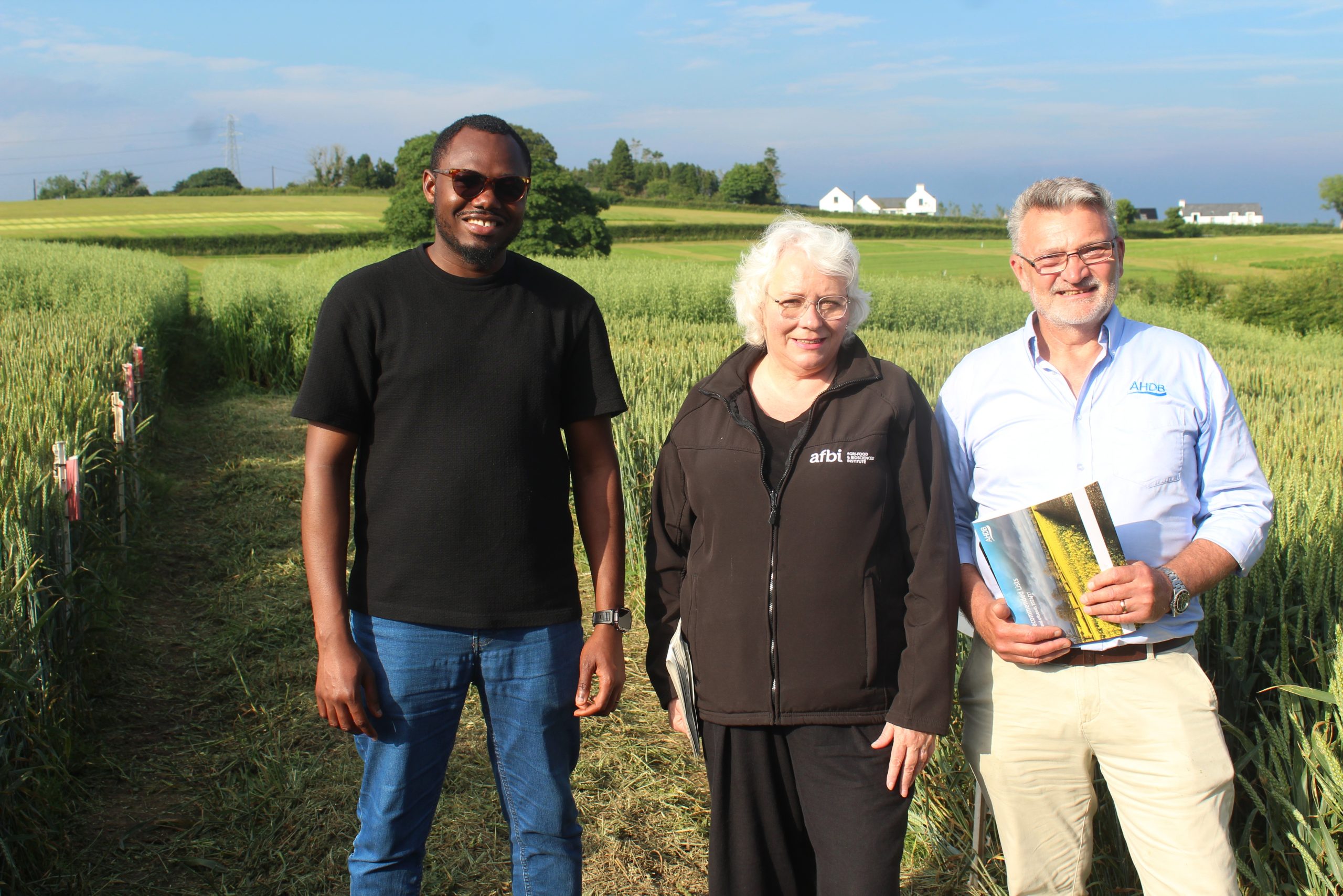 June rains boosted potential of UK winter wheat crops – AHDB officer