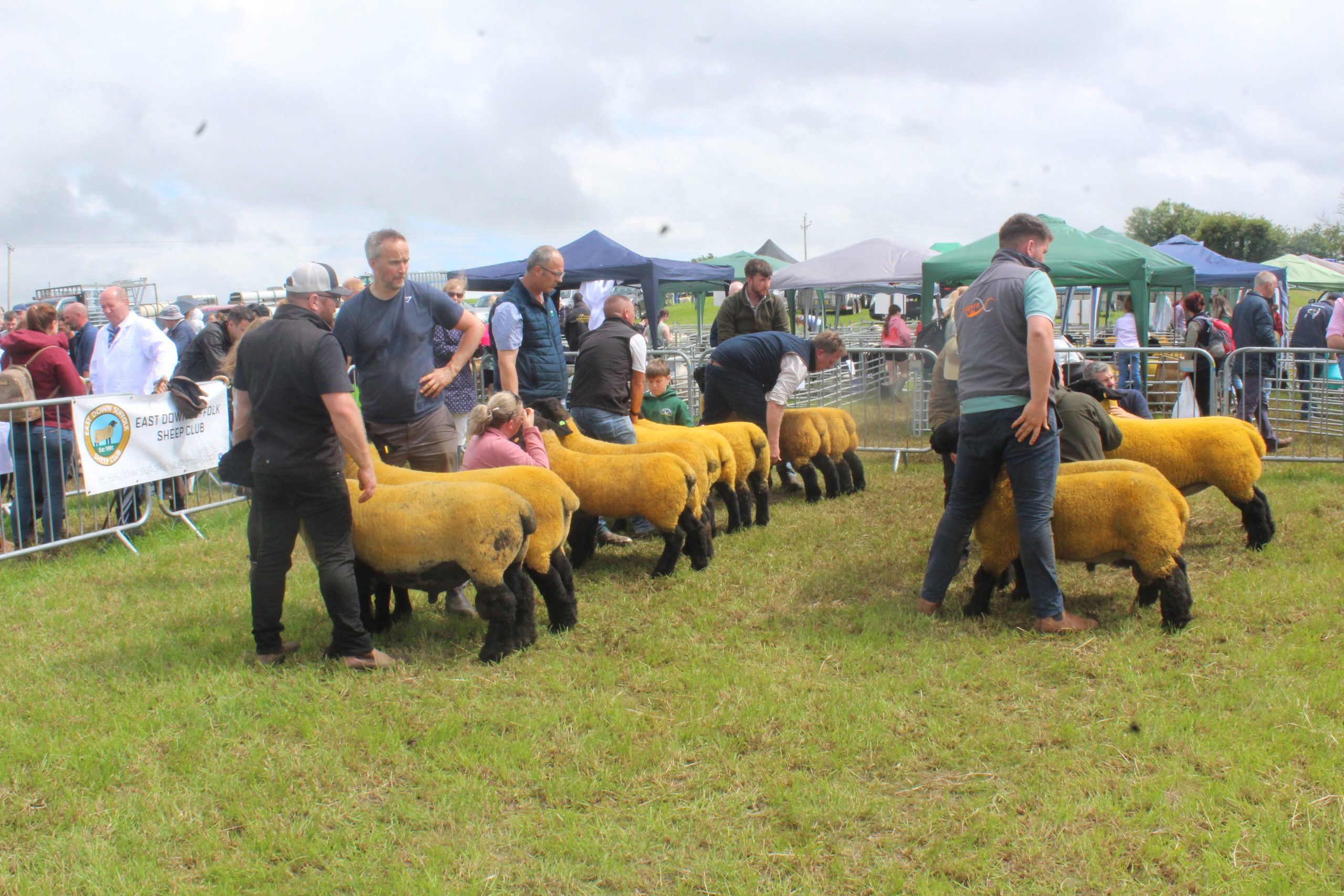 ‘Outstanding’ young dairy cow comes to fore at Newry Show 2026