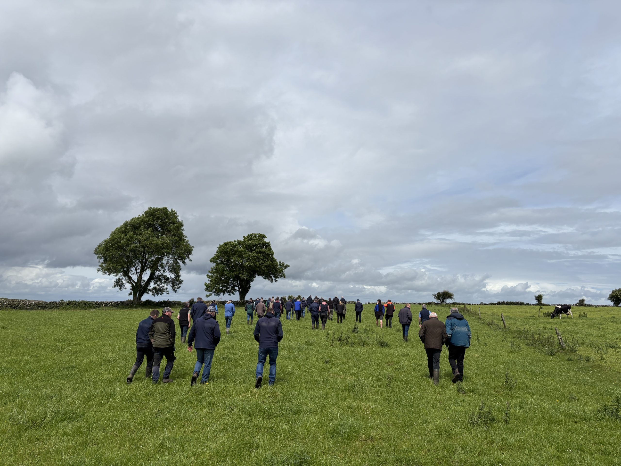 ‘Ruthless’ breeding and grass management in Galway