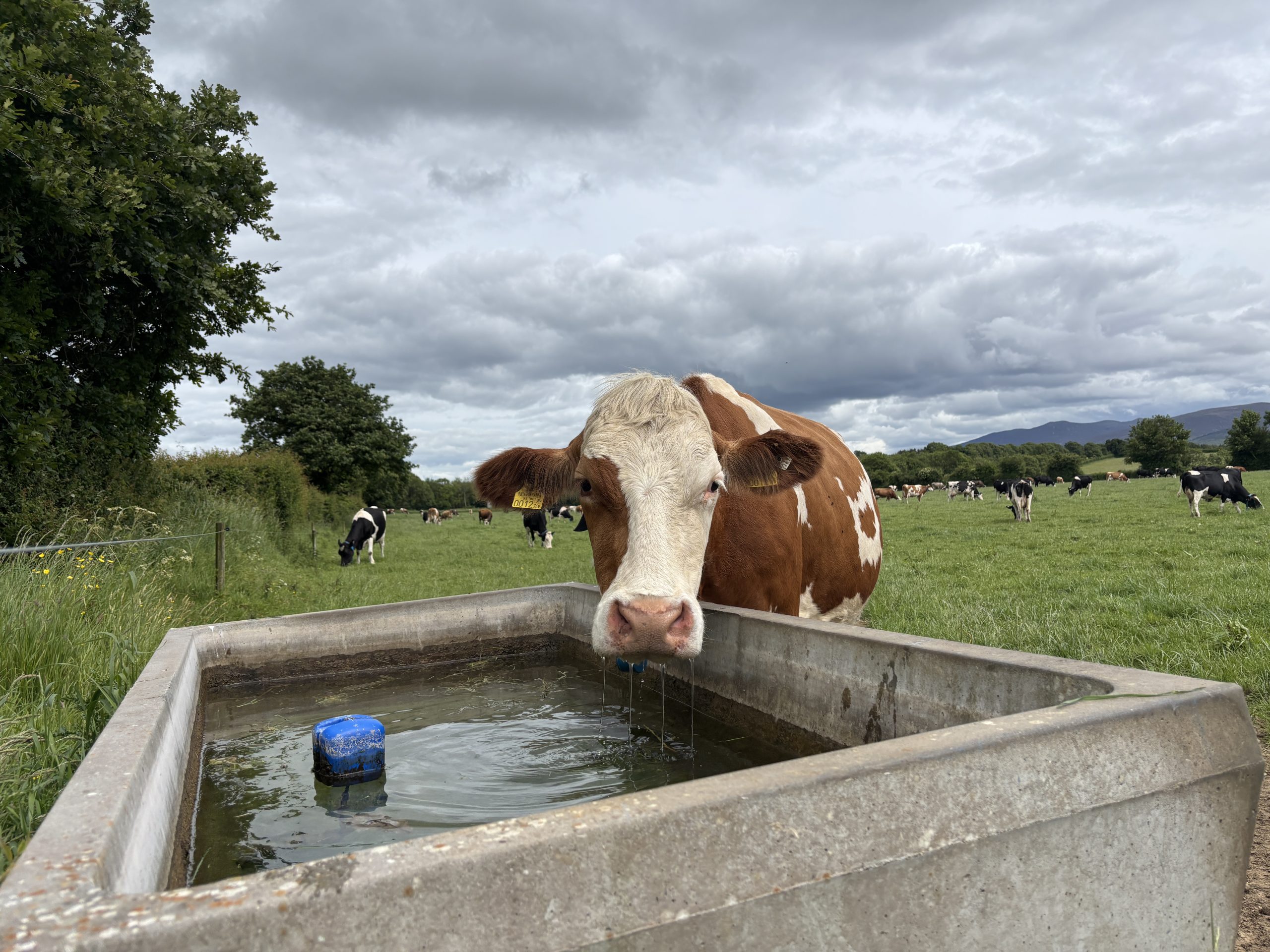 How Fleckviehs are proving their worth in Irish dairy