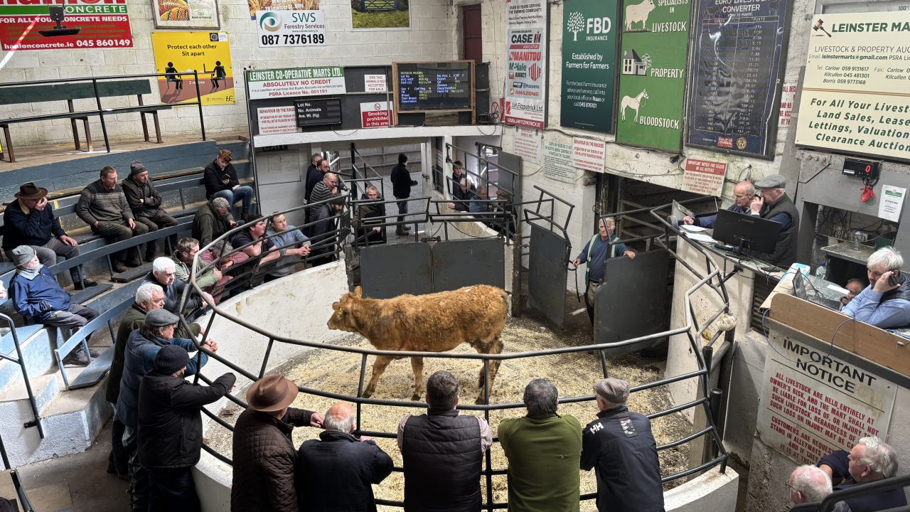Over 1.9 million cattle traded through Irish marts in 2025