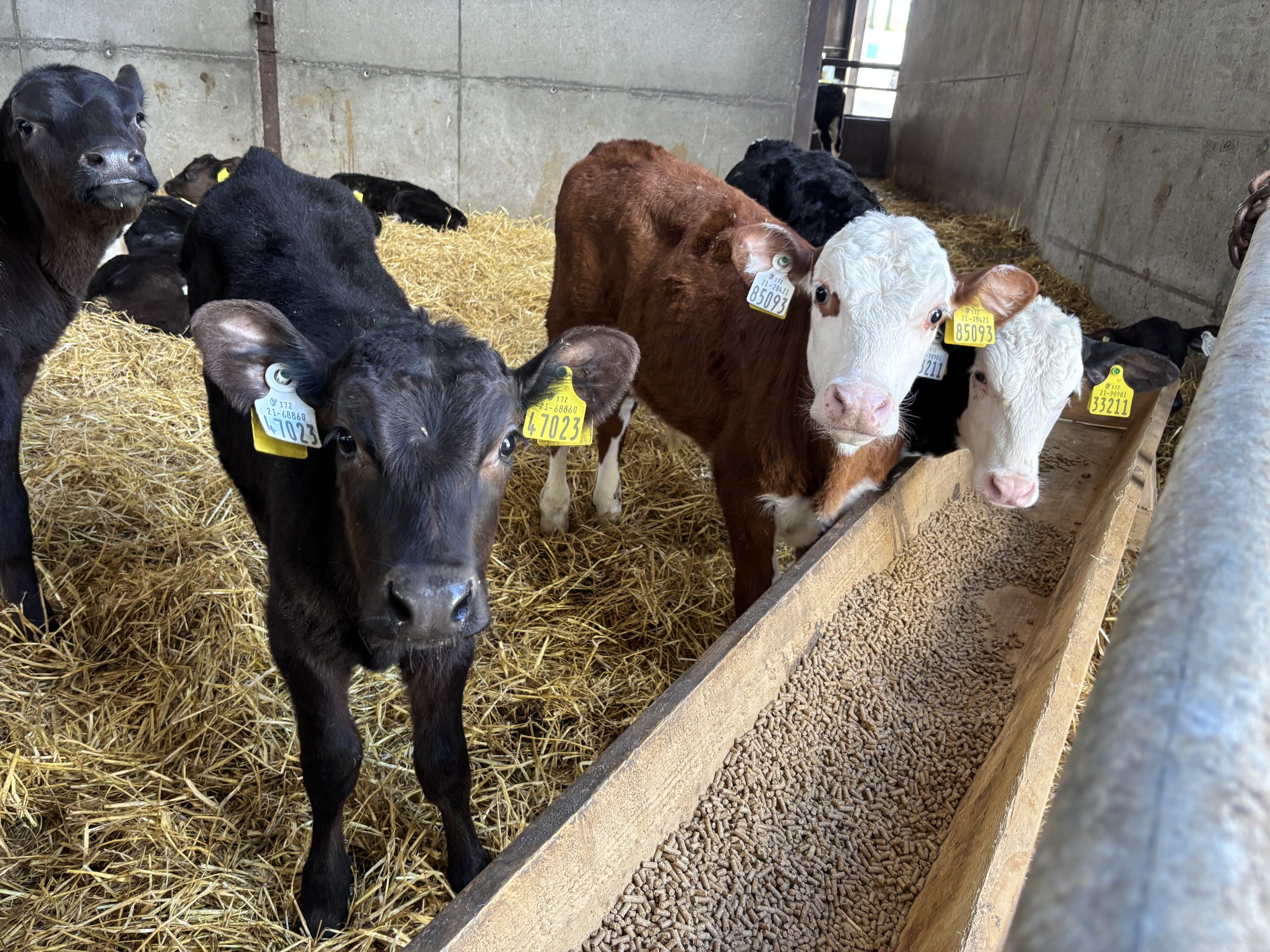 Advantage Beef Programme tips on transitioning calves to grass