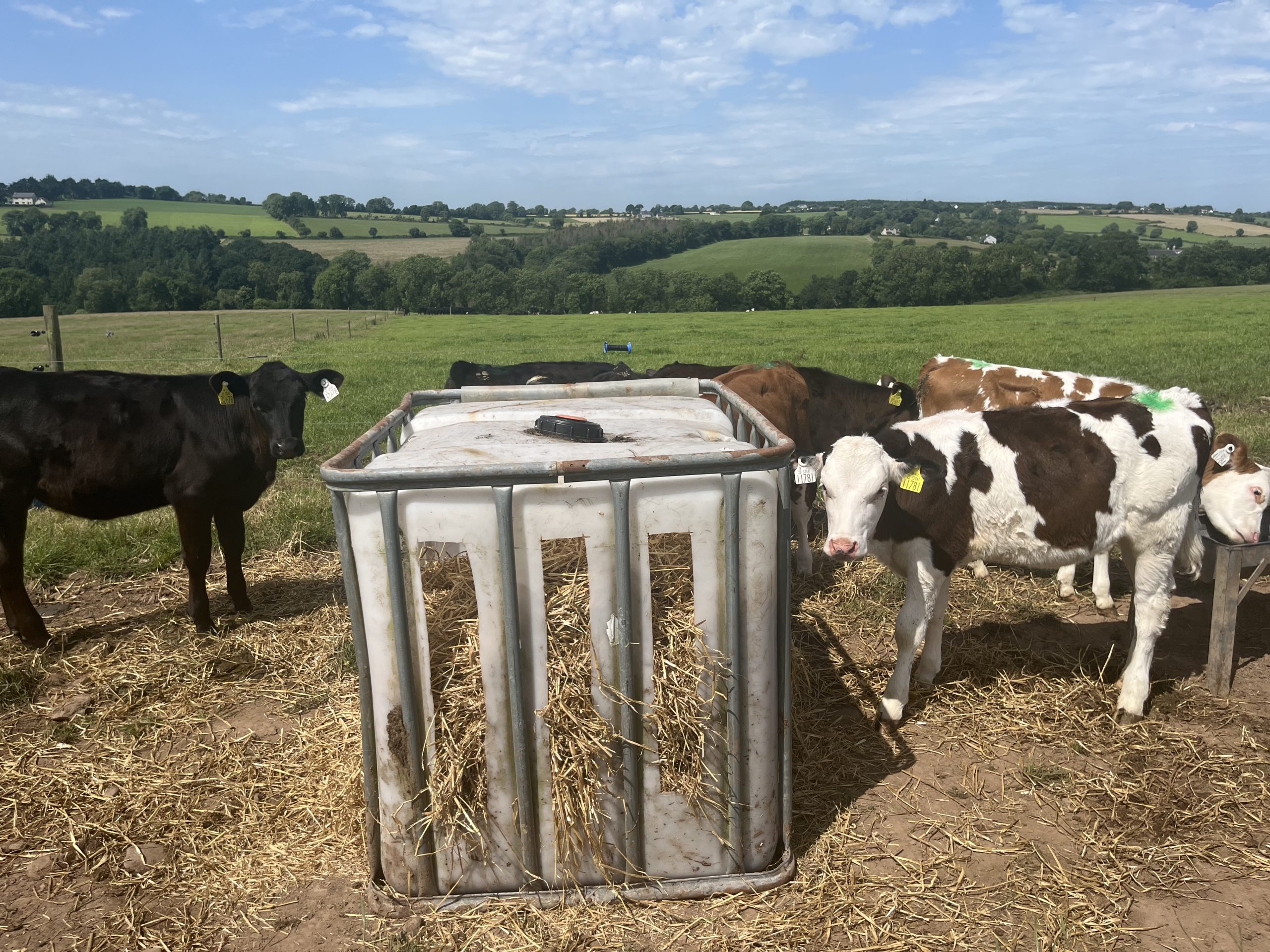 Tips on successfully transitioning calves to grass