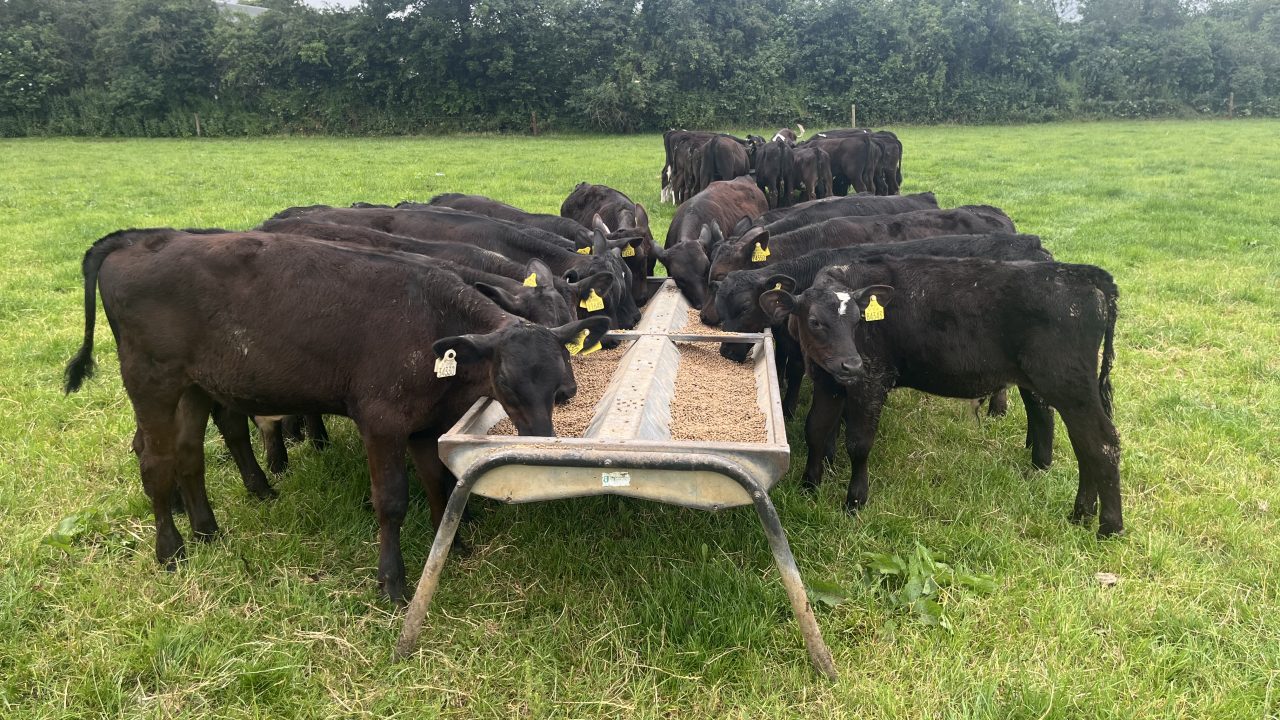 Agriland and DairyBeef 500 to provide tips on boosting calf performance