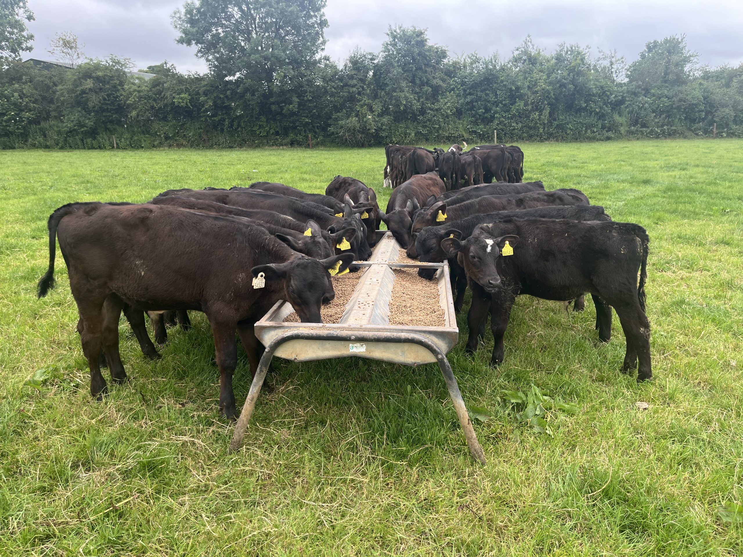 Agriland and DairyBeef 500 to provide tips on boosting calf performance