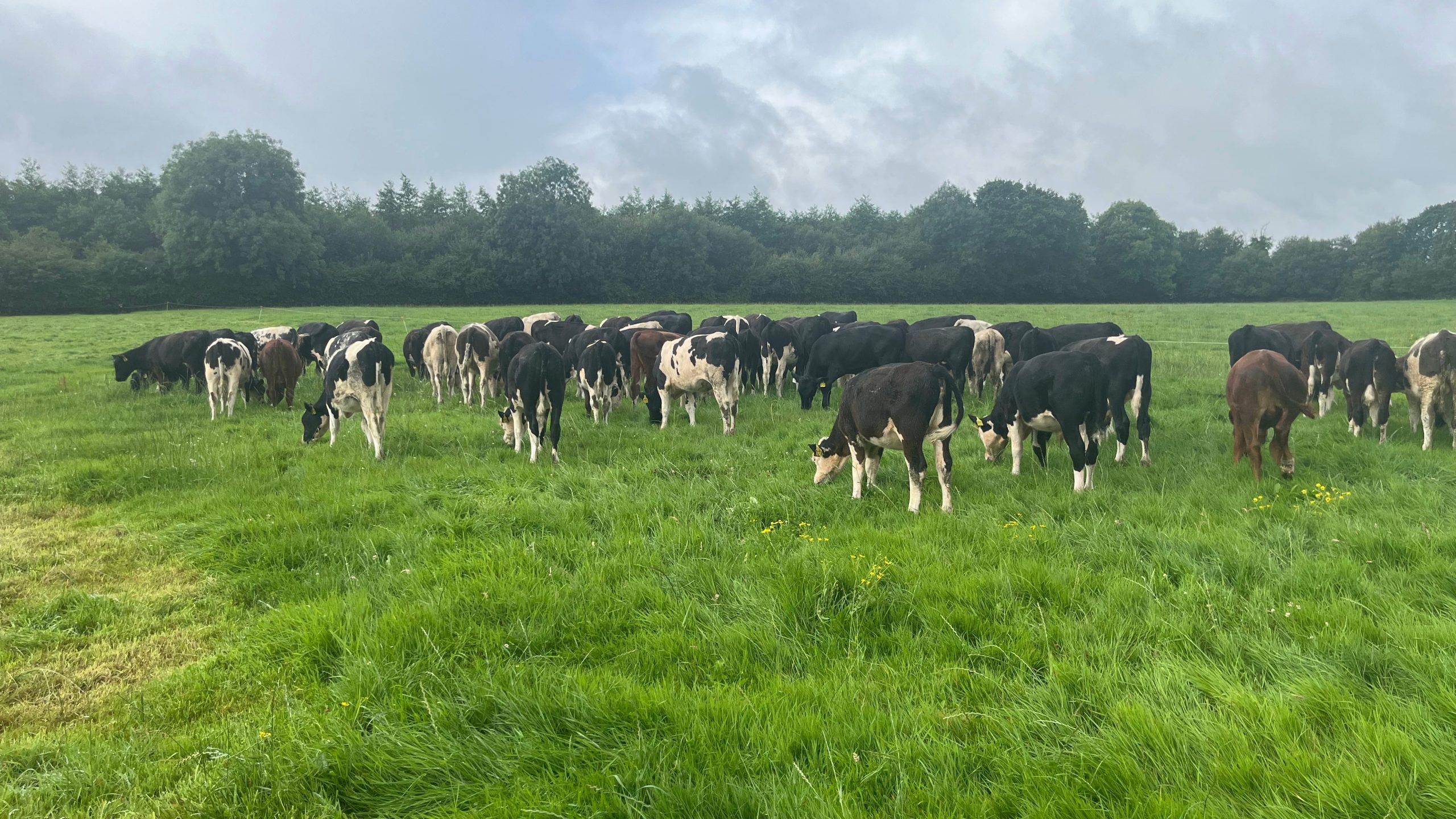 Maintaining calf performance at grass during first grazing season