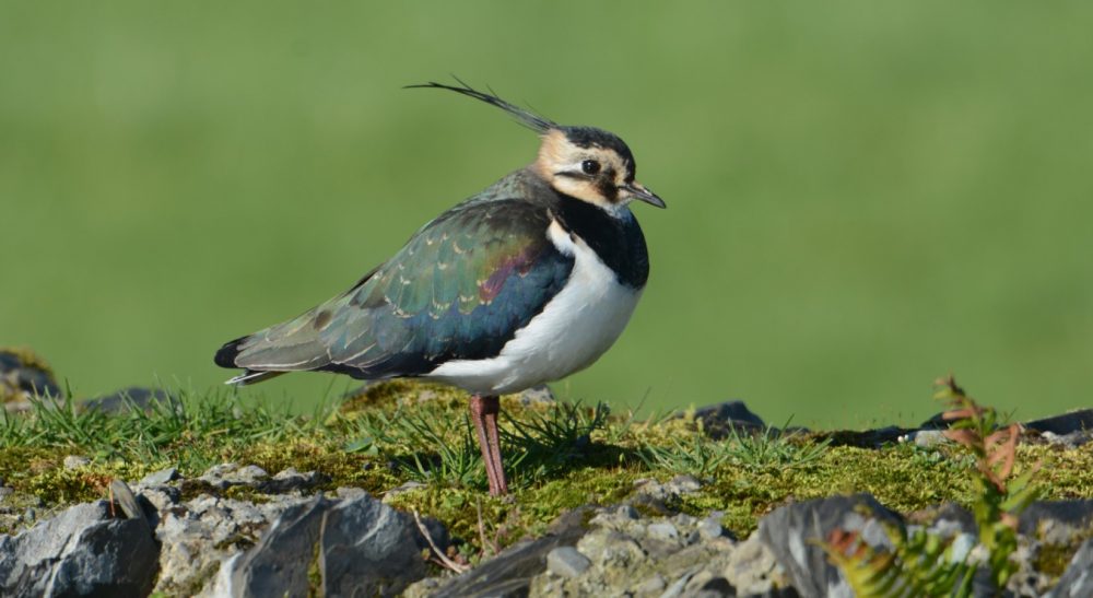 Farmland among habitats targeted by Birdwatch Ireland restoration plan