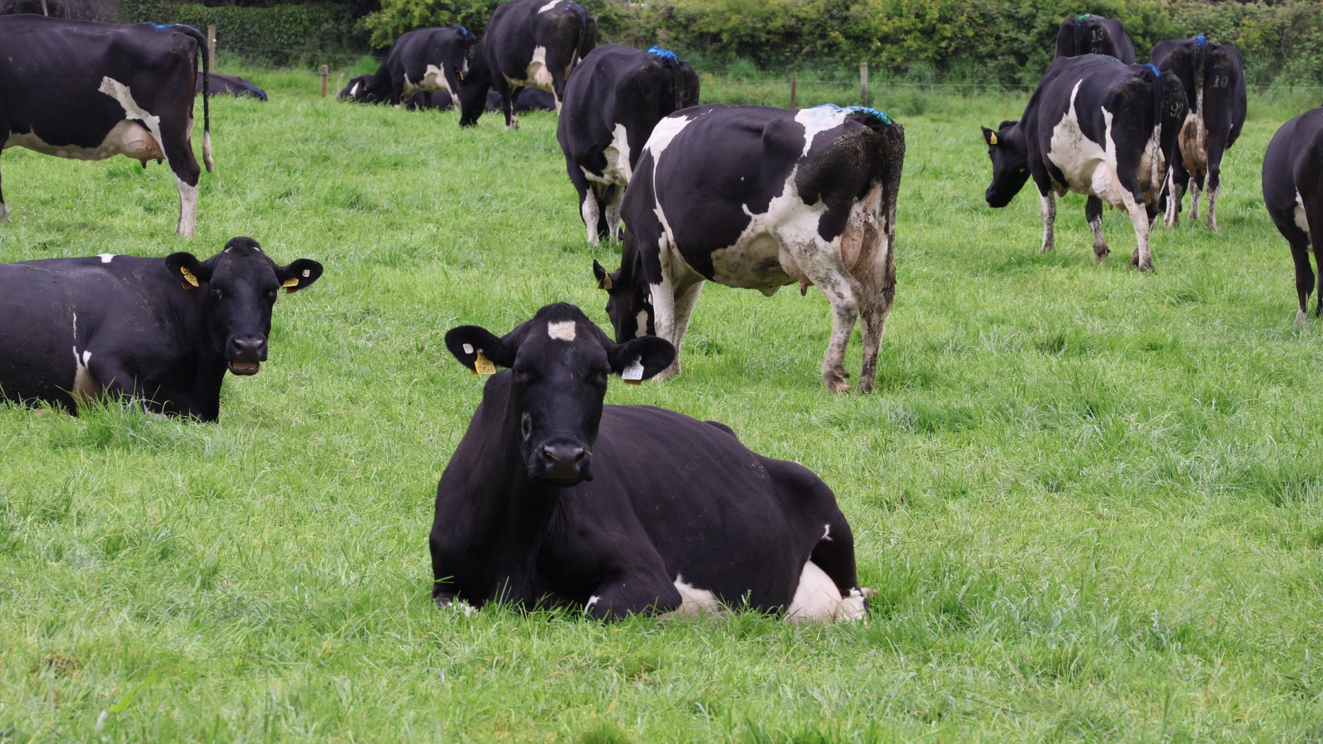 How this Galway farmer is reducing SCC with a €180 Genocells test