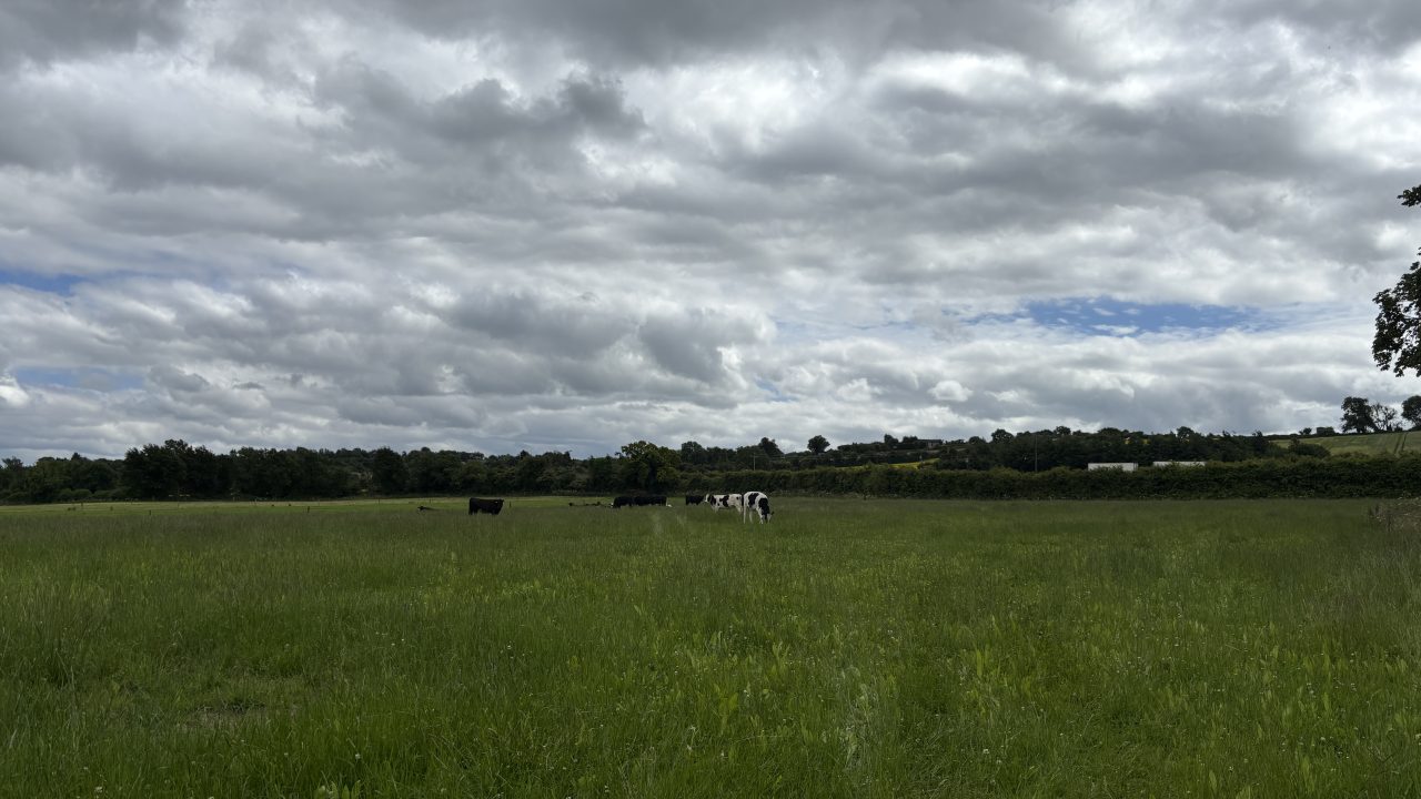 Farmer discussion: Is multispecies working?