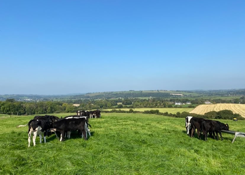 ABP Monitor Farms: Yearling weights and calf grazing in Bandon