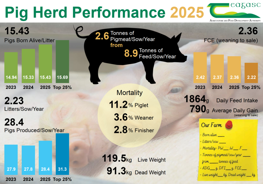 Pig meat per sow up 6.8% since 2020 – report