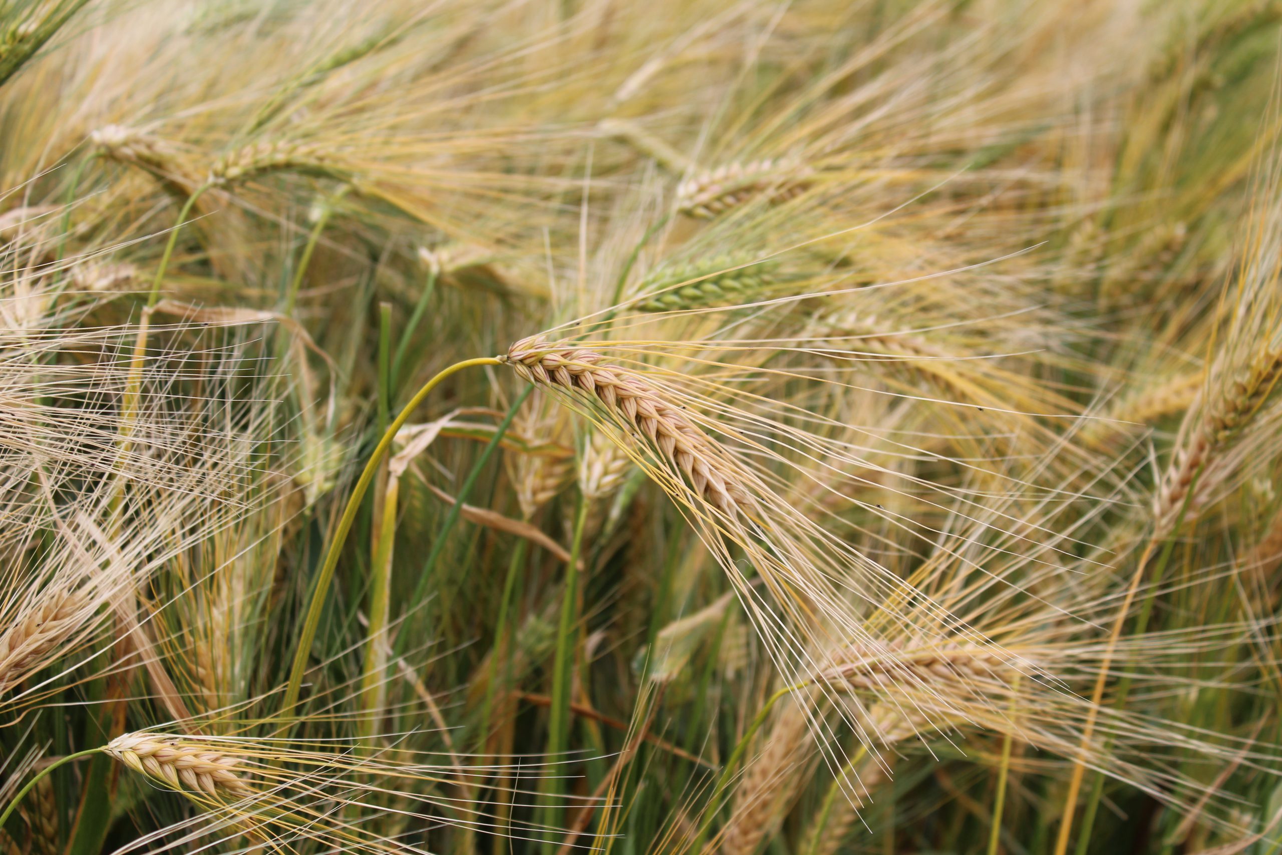 Opinion: Harvest 2026 will be upon us before we know it