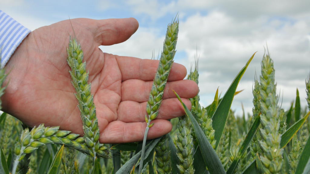 wheat