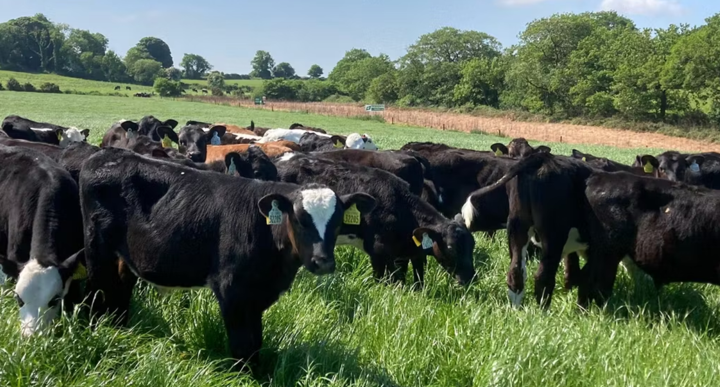 Advantage Beef Programme tips on transitioning calves to grass