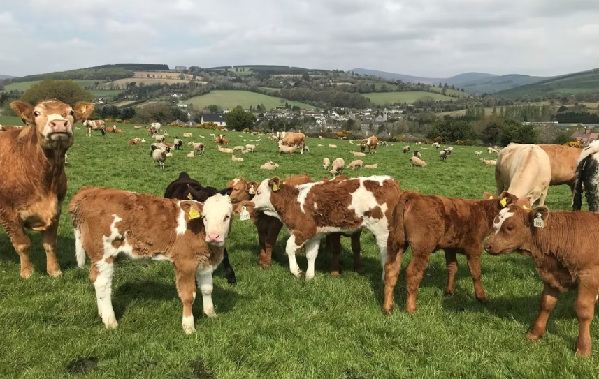 Wicklow suckler farm event focuses on production and profitability