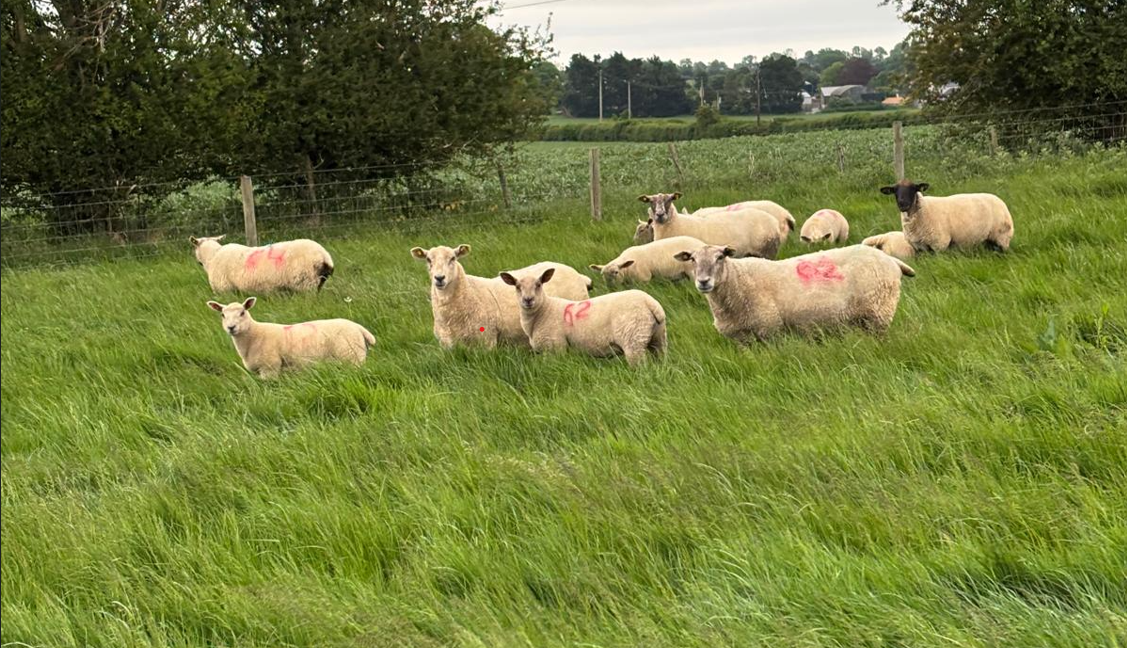 ICM Lambing season: Update from the Mathews farm in Killeigh