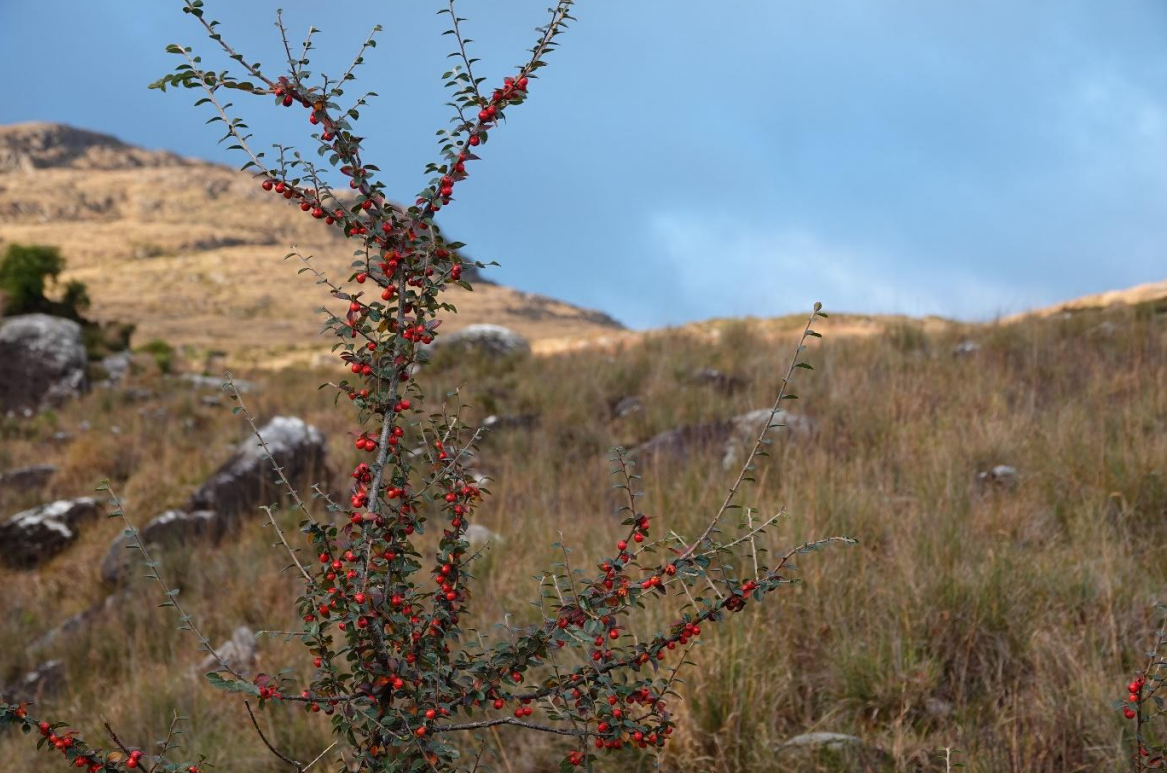 Tenders sought for Killarney National Park rhododendron clearance