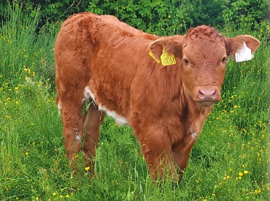 May-born roan heifer calf sells for €1,900 at Carrigallen Mart