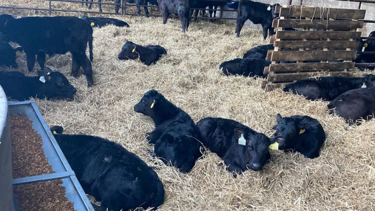 DAFM: 'Over 10% of genotyped dairy-bred calves exported this year'