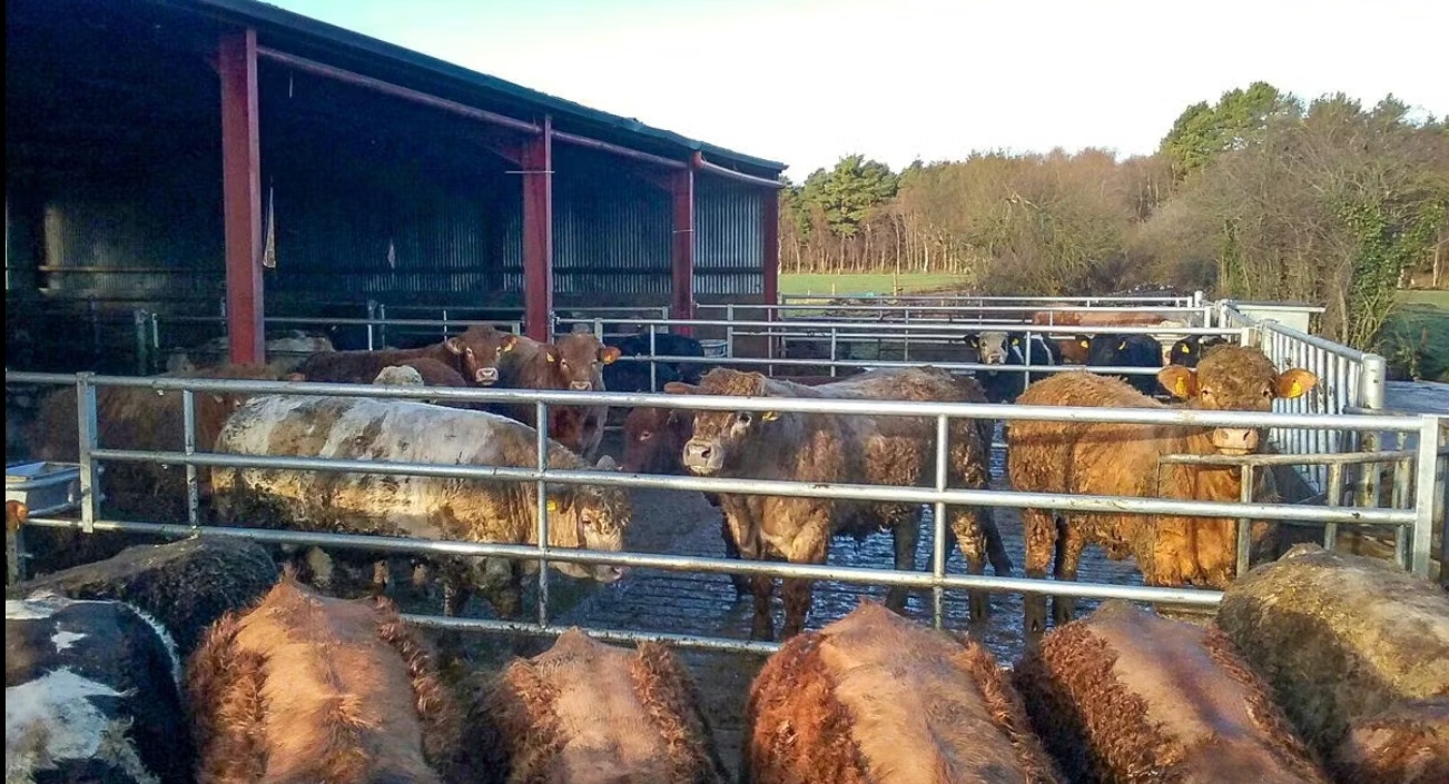 Bull beef: Greatest profit and lowest carbon of all Irish suckler systems