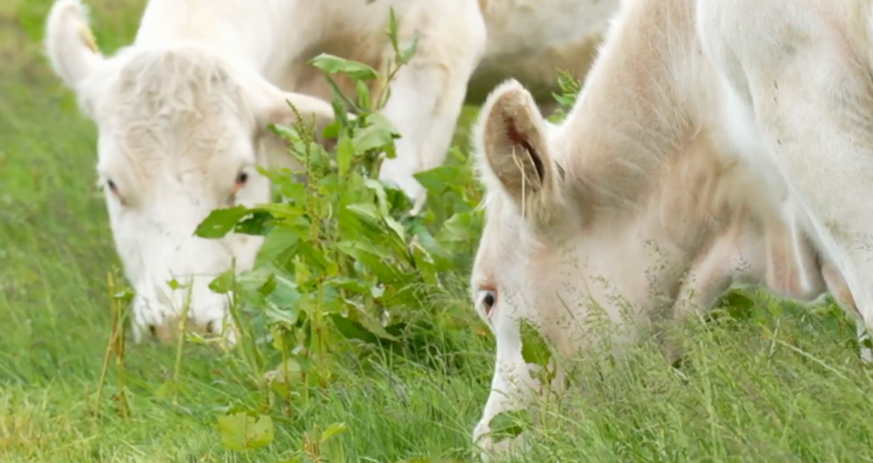 Watch: Groundbreakers – sisters balancing education and farming