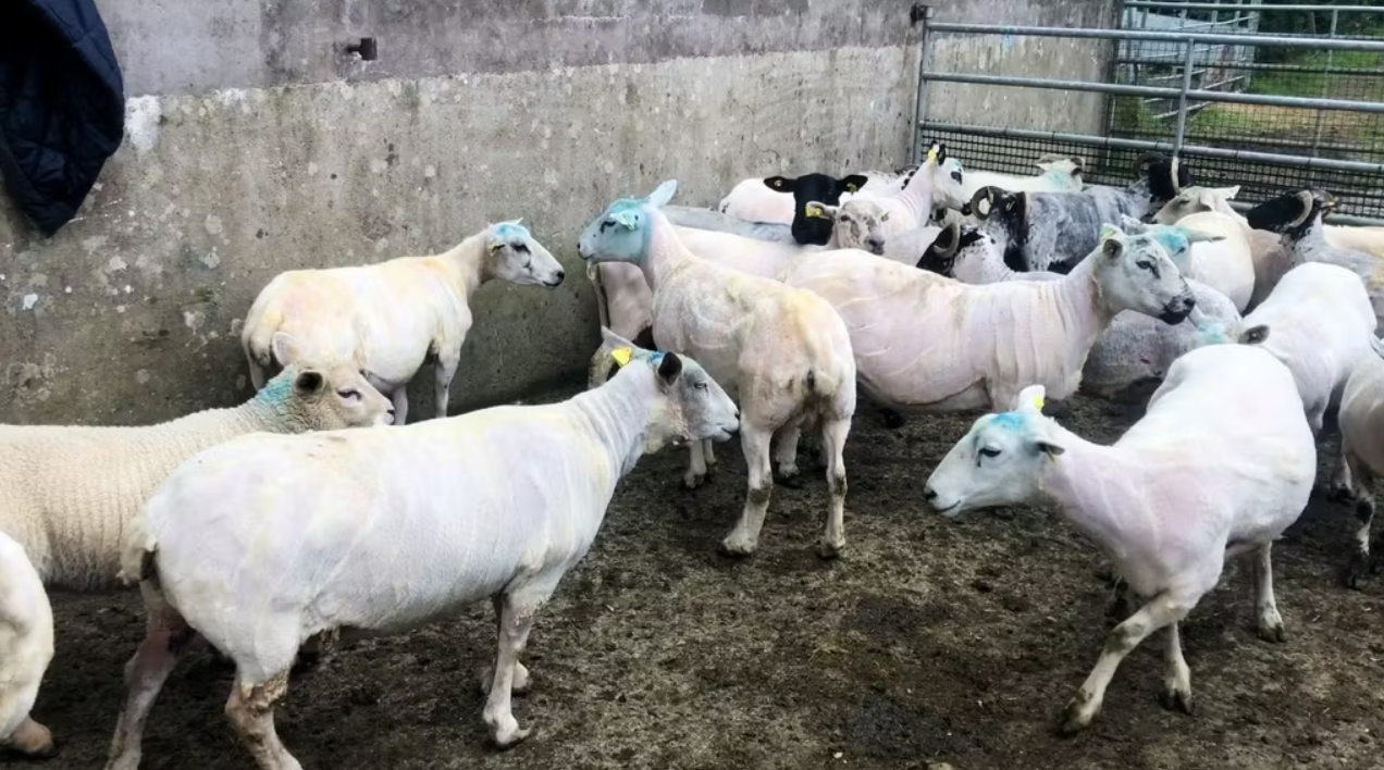 Weather conditions resulting in sheep shearing 3-4 weeks behind schedule
