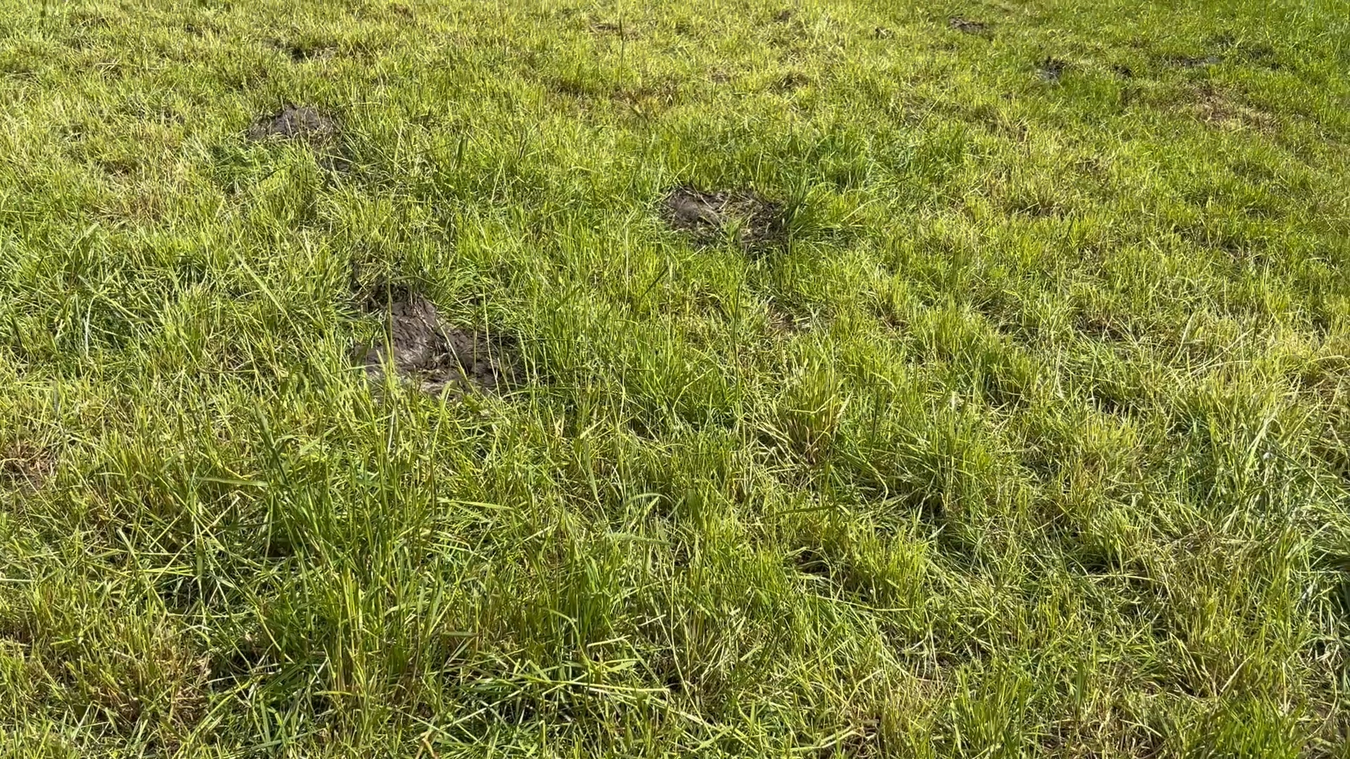 Watch: Understanding your grass covers and what to mow or graze
