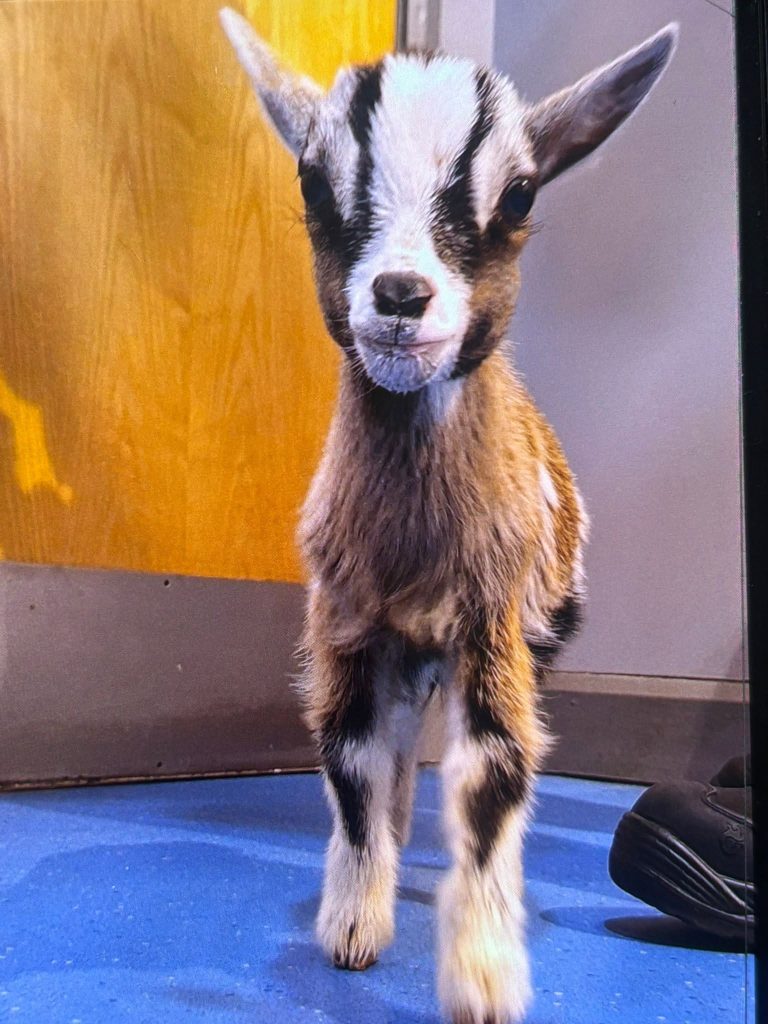 A close-up image of the baby goat in the PSNI station