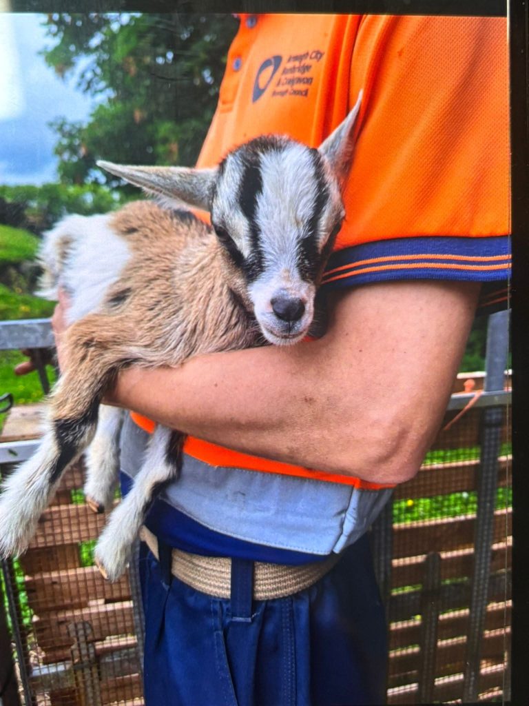 The baby goat being held by a Tannaghmore Animal Farm worker.