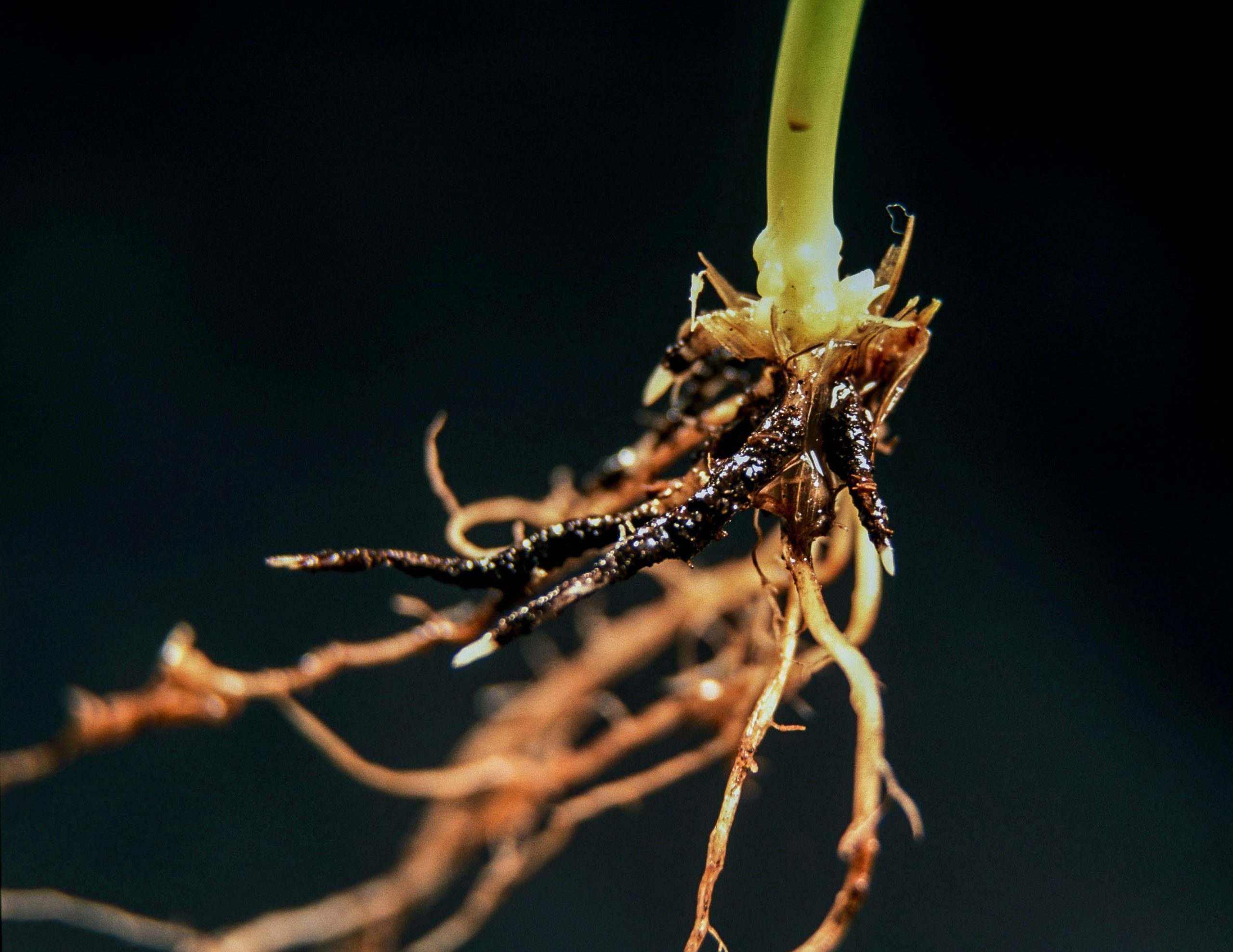 Winter cereals: 5 questions to ask yourself before placing a seed order