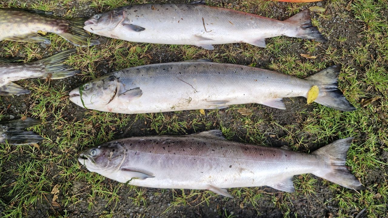 Agricultural discharge the ‘source of pollution’ at Louth river – IFI