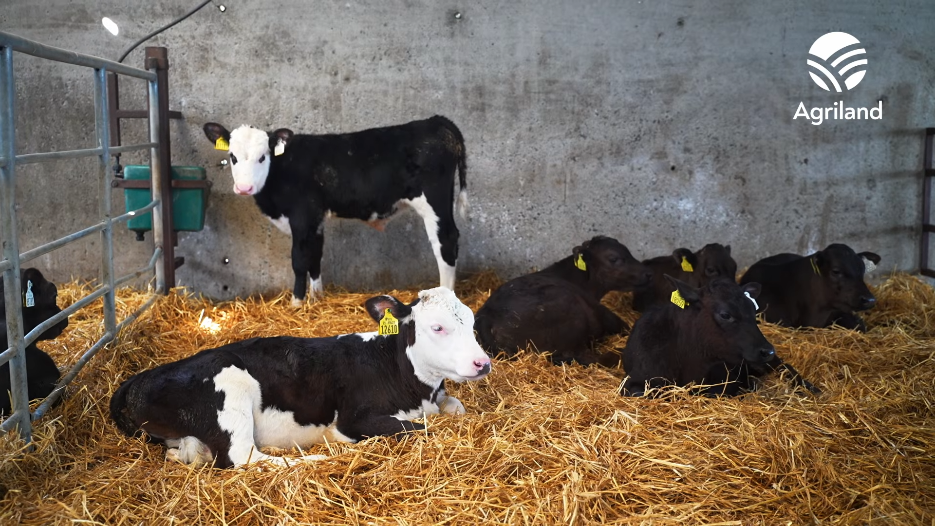 ABP Demo Farm: May 2026 calf rearing update