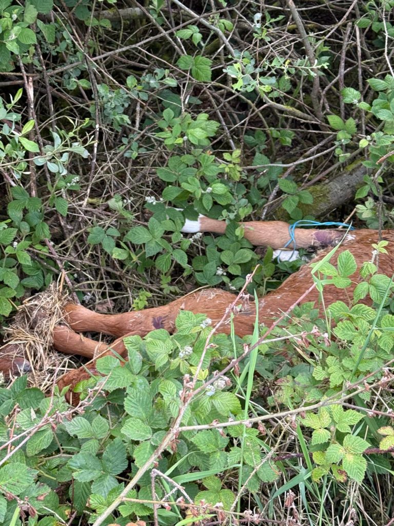 Dead calves found on roadside in Tyrone Image: Cllr Kevin McElvogue