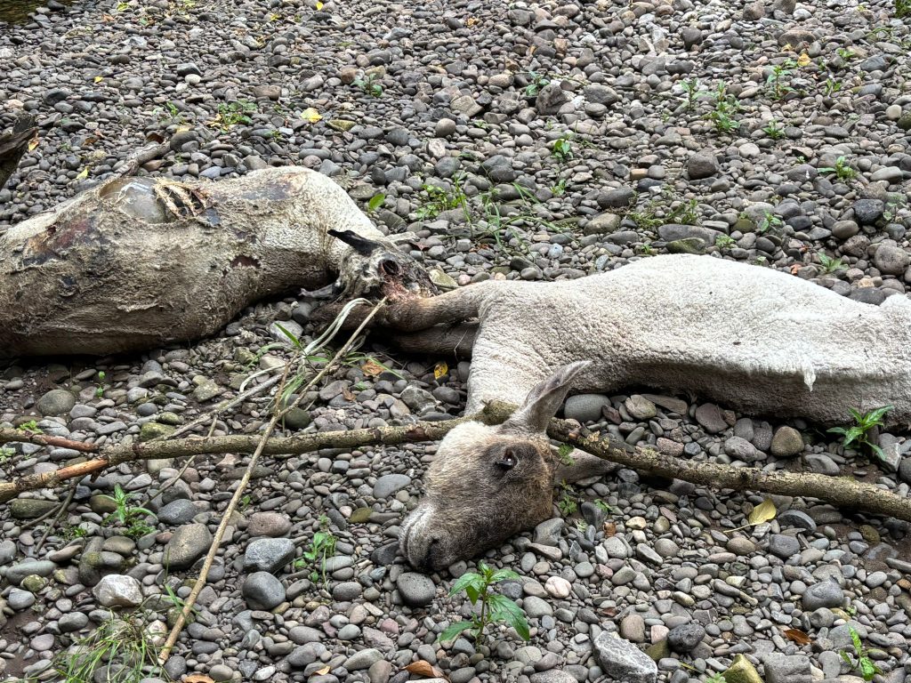 Dead sheep in the river Image: Cllr Kevin McElvogue