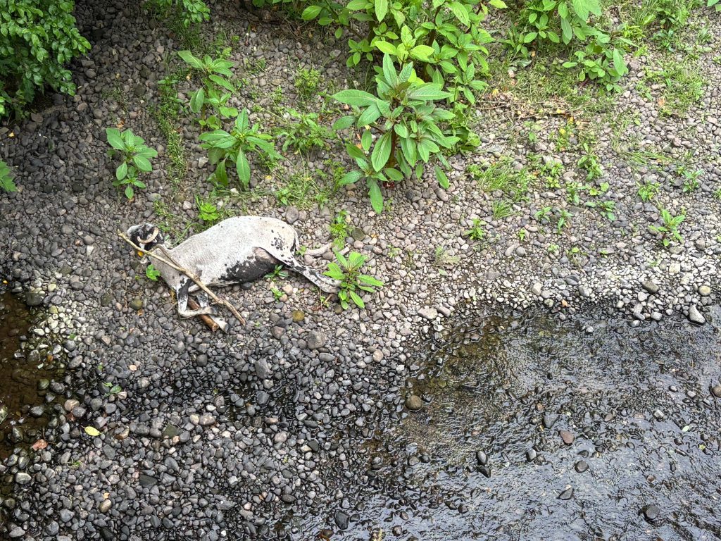 Dead sheep in Tyrone river Image: Cllr Kevin McElvogue