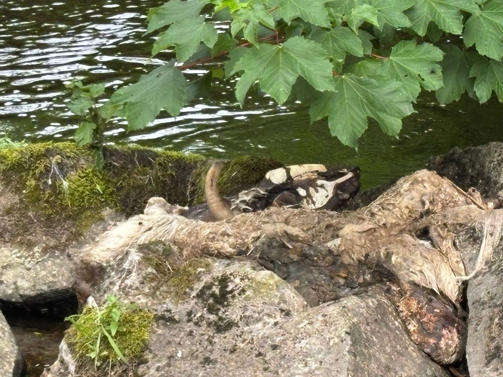 Dead sheep in the river Image: Cllr Kevin McElvogue