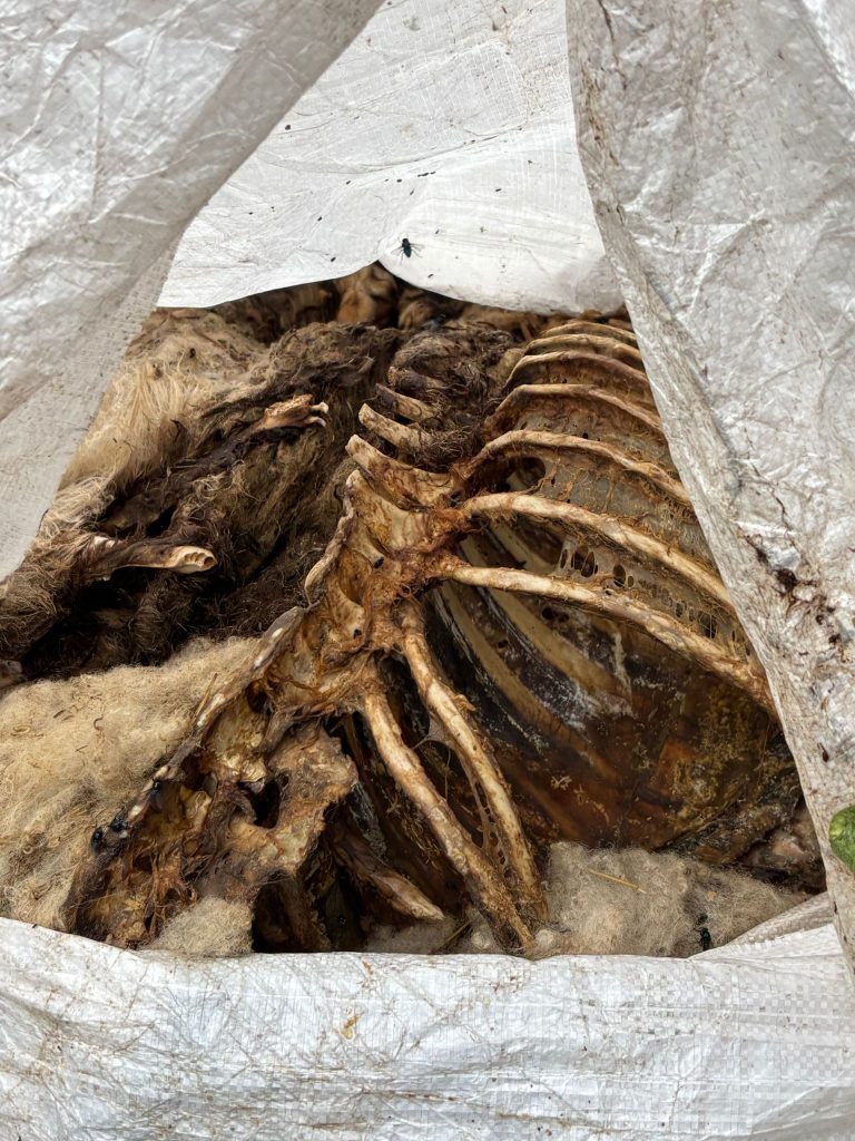 Sheep carcasses in bag dumped in Tyrone river