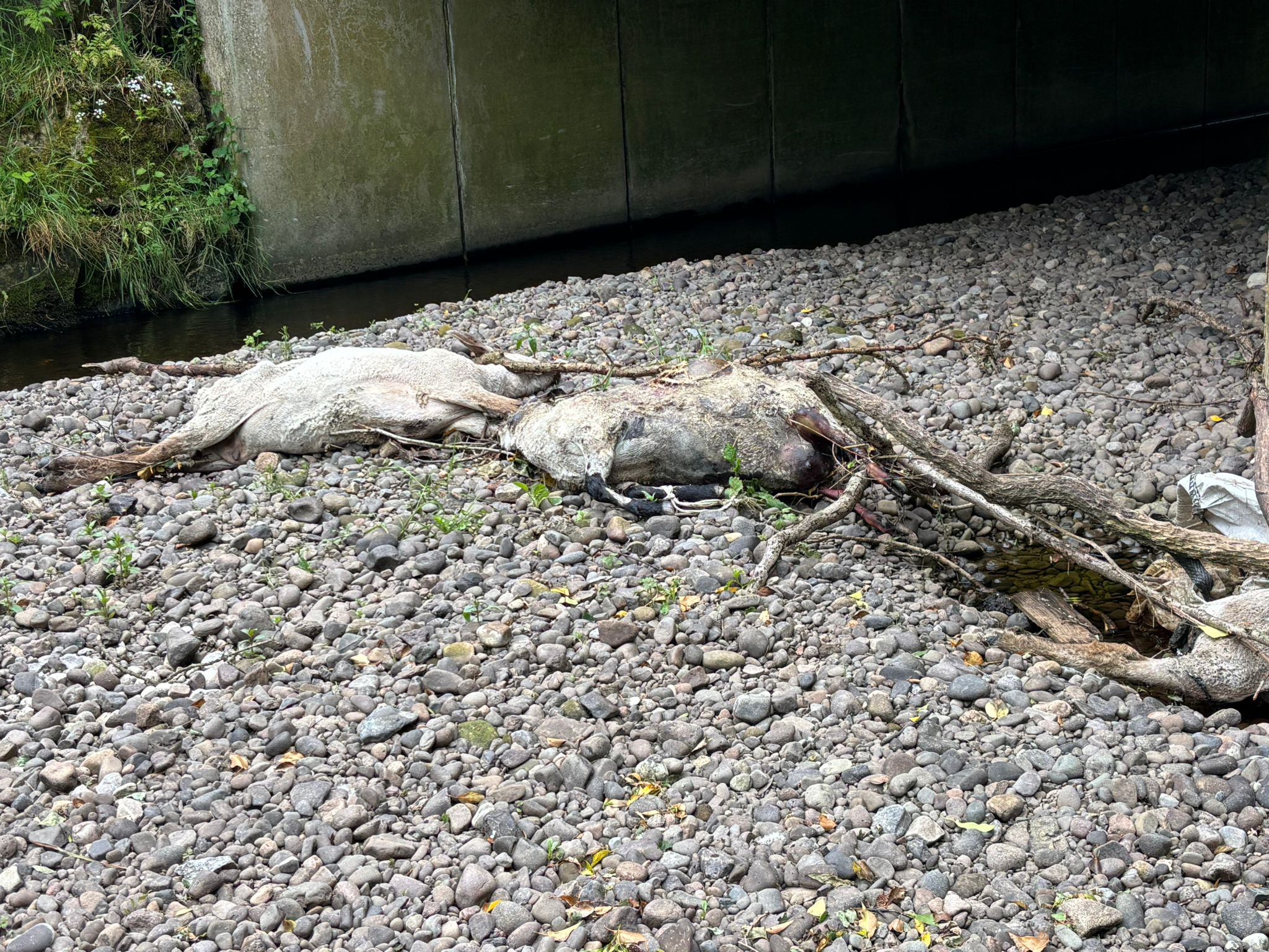 Graphic pics: Dead sheep and calves found dumped in Tyrone