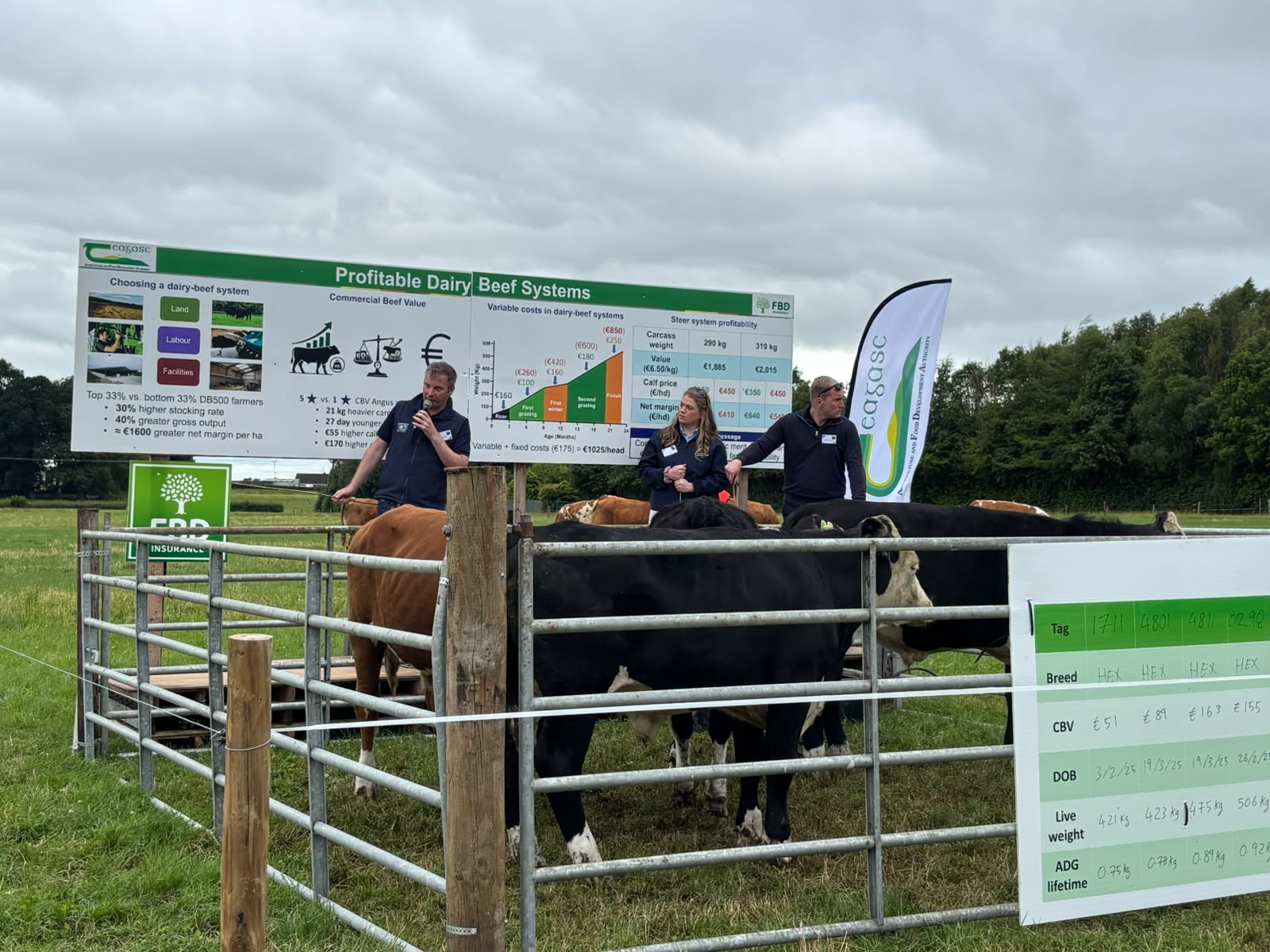 Dairy-beef accounted for 62% of Irish beef cattle processed in 2025