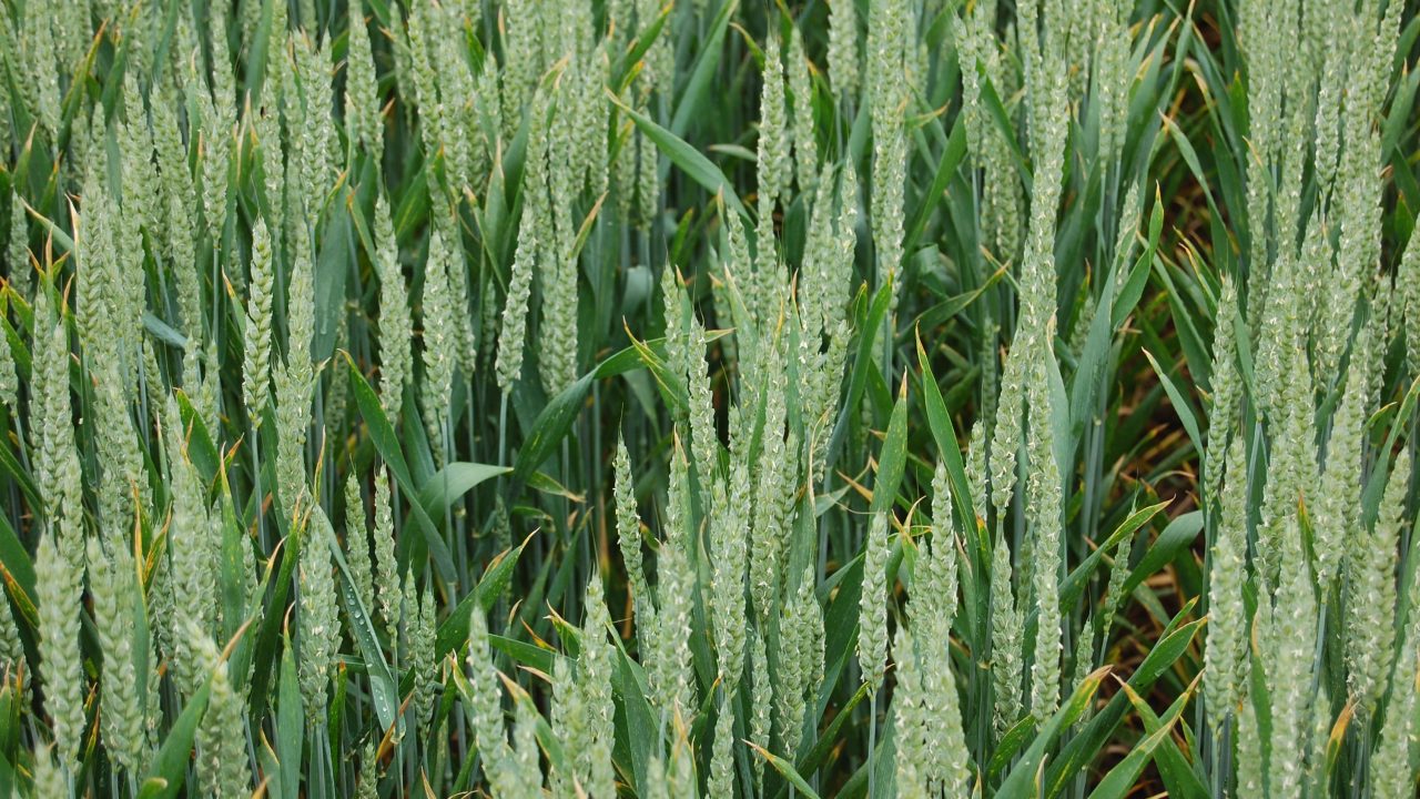 june-rains-boosted-potential-of-uk-winter-wheat-crops-ahdb-officer