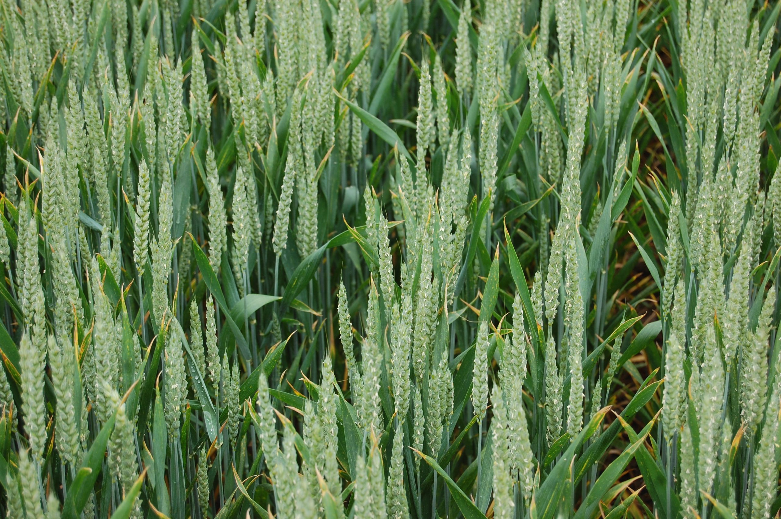 PDA updates potash, phosphate and sulphur guidance for cereals