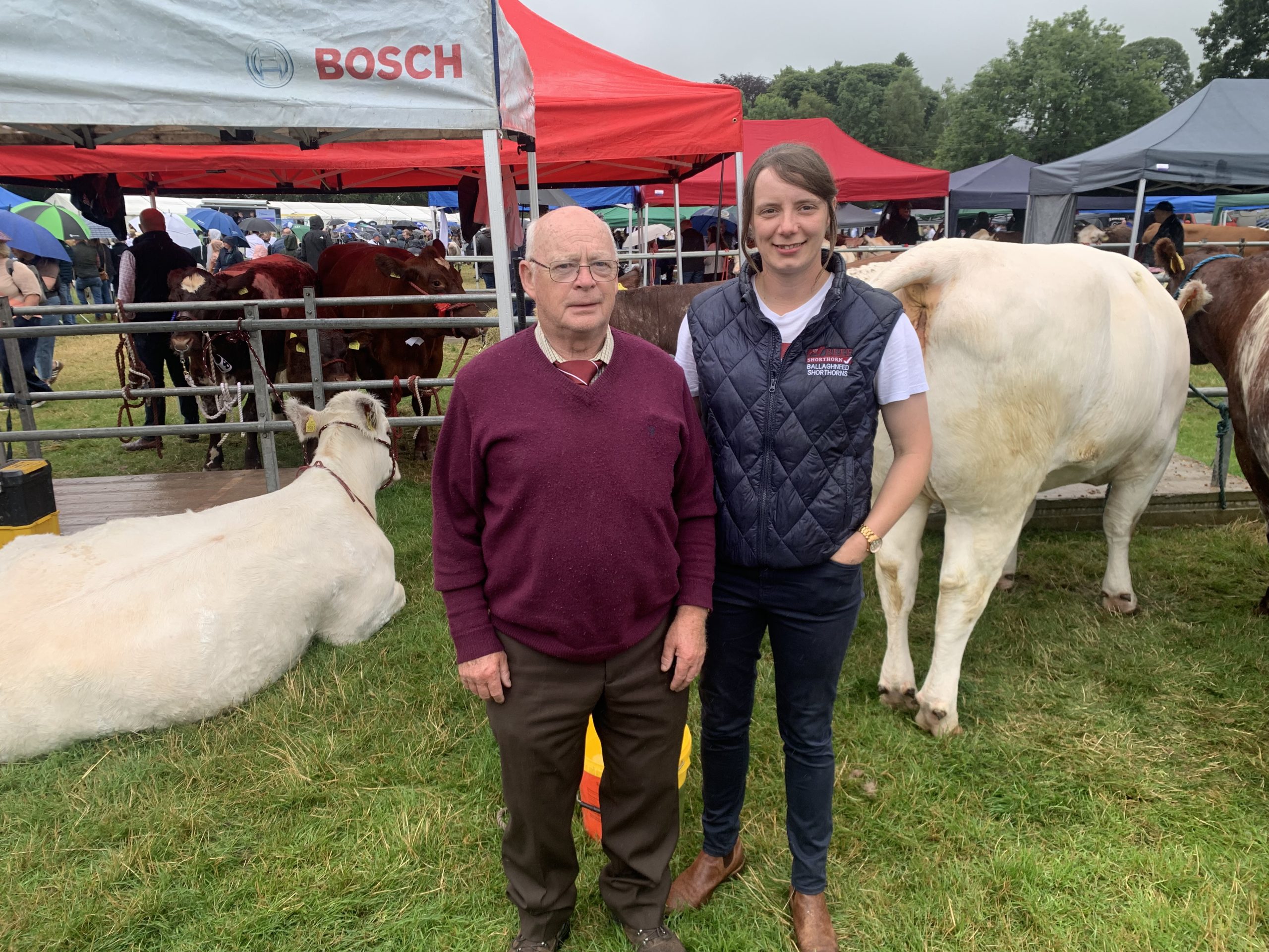 Beef Shorthorn numbers on the rise